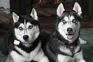 two black and white Siberian Husky